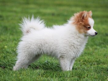 6 races de chien captivées par leur maître adoré