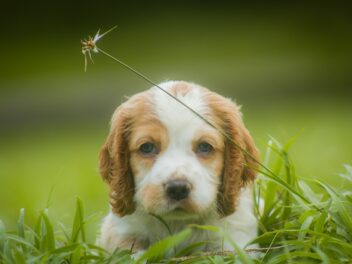 Voici les 9 races de chien qui sont les plus caractérielles