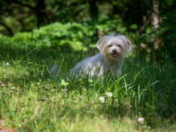 5 races de chien qui ne changent pas