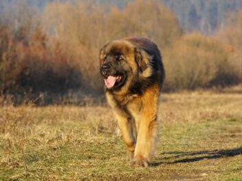4 races de chien qui sont les plus corpulentes