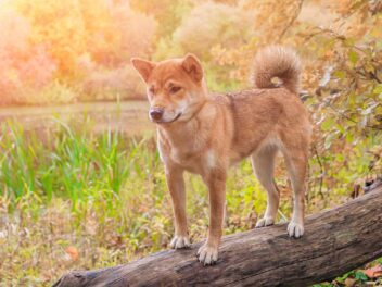 5 races de chien qui peuvent se débrouiller seules