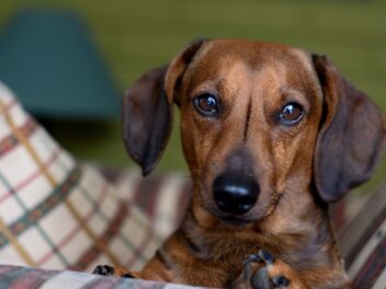 Voici les races de chien qui vouent une dévotion à leur maître
