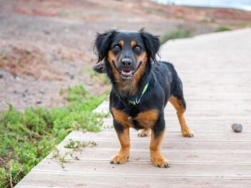 Les 7 races de chien qui font preuve de dévouement envers leur maître