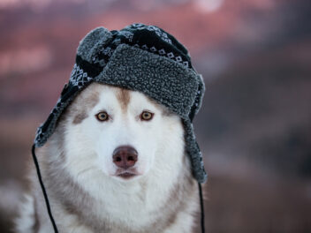 4 races de chien qui peuvent dormir dehors
