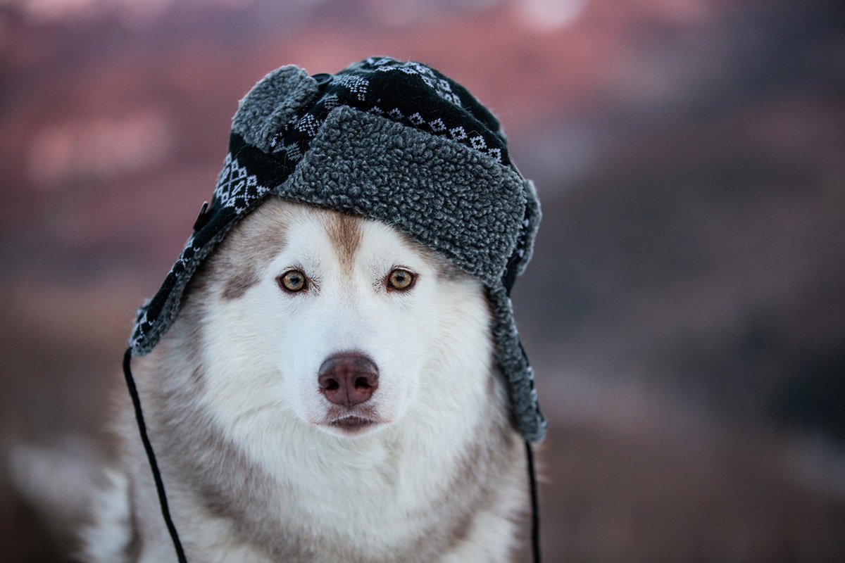 4 races de chien qui peuvent dormir dehors