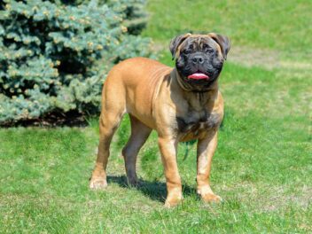 4 races de chien que vous n’allez pas réprimander souvent