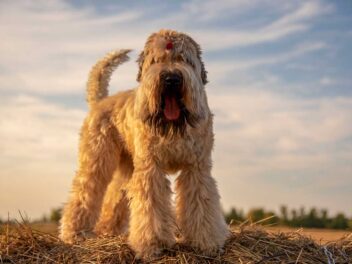 Les 9 races de chien qui sont les plus faciles à apprivoiser