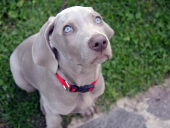 Voici les races de chien qui sont toujours d&rsquo;une grande fidélité avec leur maitre