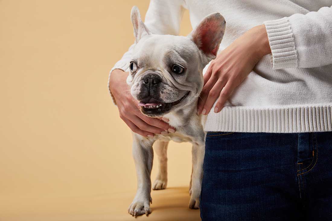 Quelles sont les races de chien qui ont une forte complicité avec leur maître ?