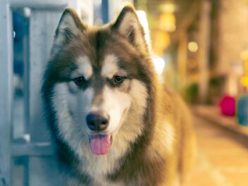 4 races de chien qui fuient le contact