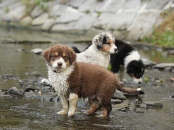 4 races de chien qui ont gagné en popularité ces dernières années