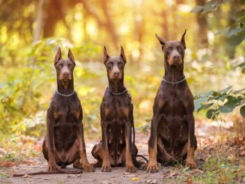 4 races de chien qui vont garantir la sécurité de leur maitre