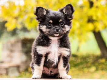 4 races de chien qui sont les plus hostiles