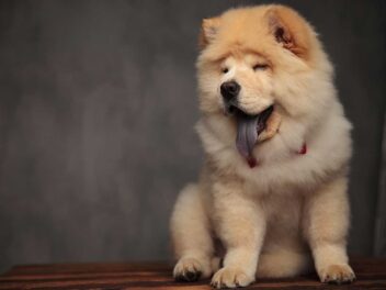 5 races de chien à qui vous ne pourrez pas dire non