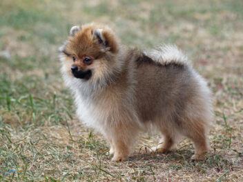 5 races de chien qui ne sont pas sauvages