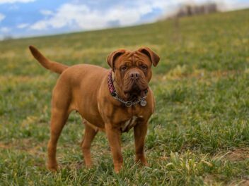 Quelles sont les races de chien qui ne sont pas très simples à apprivoiser
