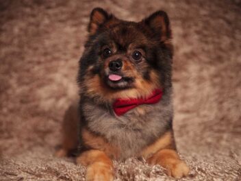 5 races de chien qui ne font pas un pas sans leur maître chéri