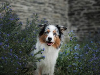 Les 10 races de chien qui ont le plus de succès en France
