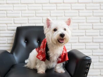 4 races de chien qui peuvent prendre le train facilement