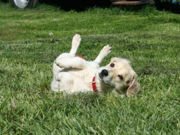 4 races de chien que vous allez réprimander souvent