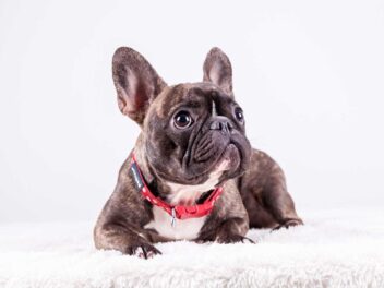 5 races de chien qui sont les plus sédentaires