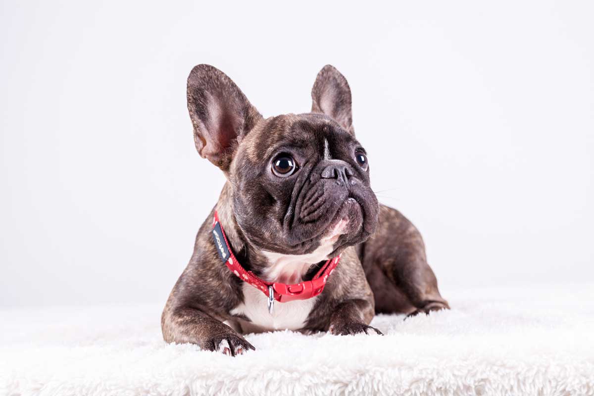 5 races de chien qui sont les plus sédentaires