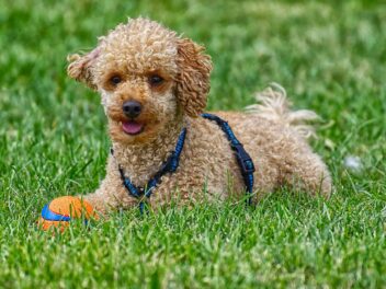 4 races de chien qui se tiennent à carreaux