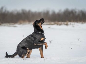 Les 10 races de chien qui sont les plus trapues