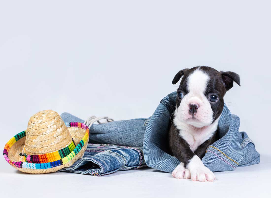 5 races de chien qui vont vous occuper