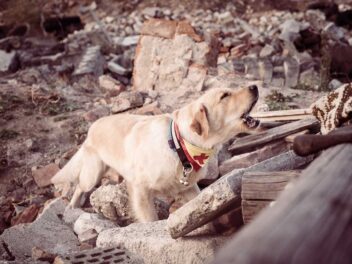 Des sauveteurs continuent de sauver des chiens des décombres deux semaines après le tremblement de terre en Turquie