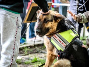 Un groupe de protection des animaux mène des opérations de sauvetage en Turquie