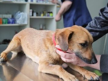 Tout ce qu&rsquo;il faut savoir sur les vaccins pour chiens