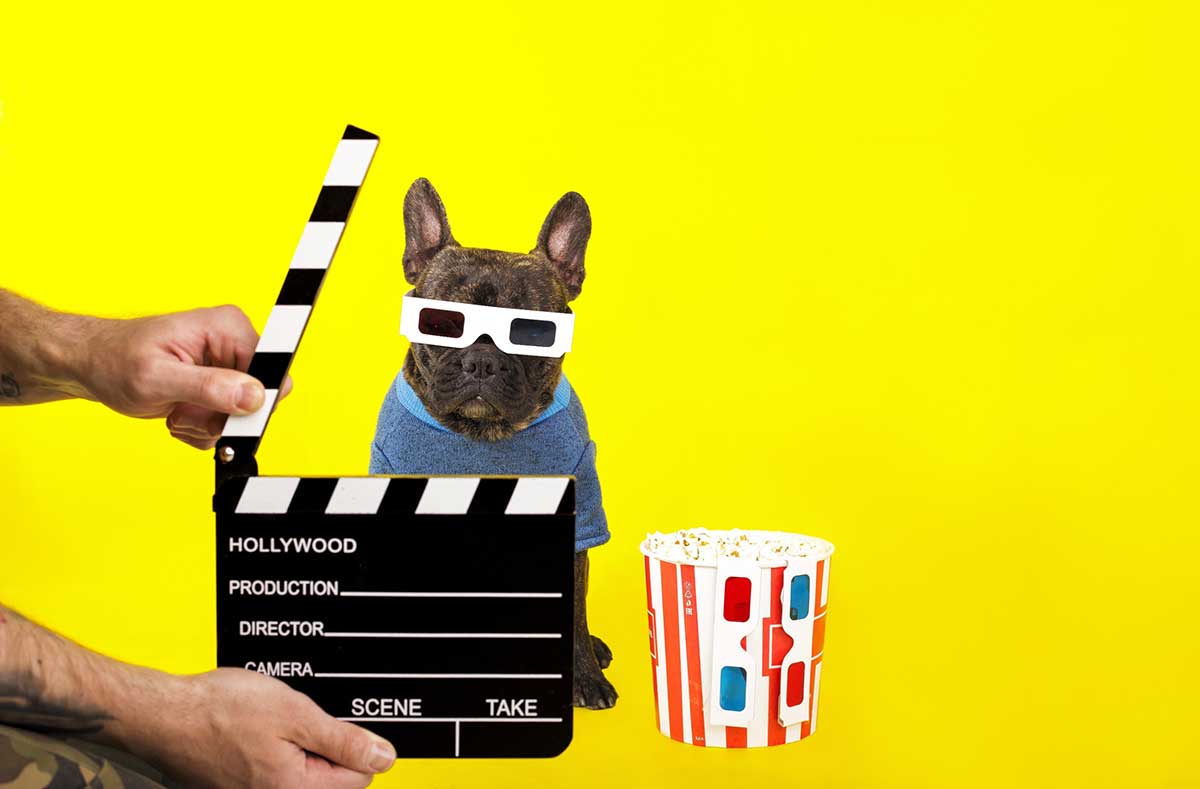 Les vidéos de chiens les plus étonnantes de la semaine