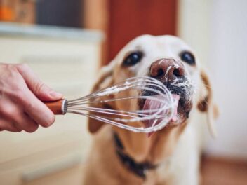 Les vidéos de chiens les plus étonnantes de la semaine