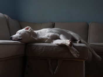 Un Pitbull abandonné adopté par un sauveteur