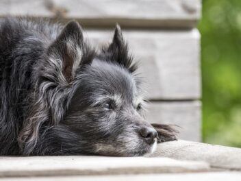 La lenteur des mouvements chez le chien : symptômes, causes et traitements