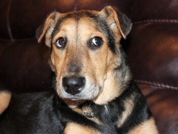 Un chien sauvé d&rsquo;un tunnel de drainage après une opération de sauvetage de 18 heures