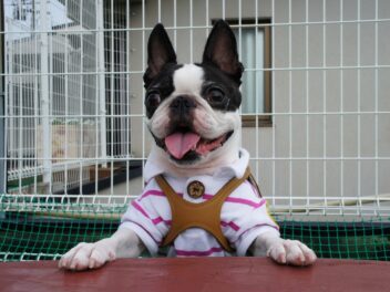 6 races de chien indissociables de leur maître