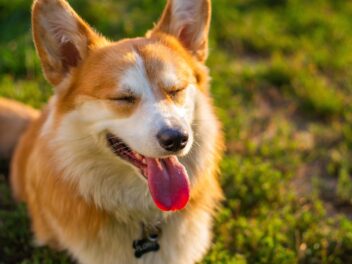 L&rsquo;arbre généalogique des corgis de la Reine Elizabeth II