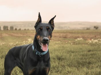 Les meilleurs noms de chiens inspirés par Creed III