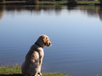 Les 8 races de chien qui font preuve de beaucoup de retenue