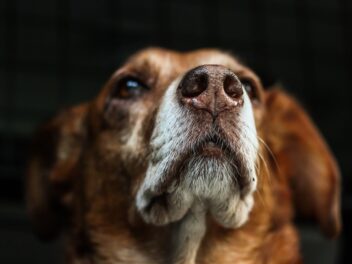 Refuge ou sauvetage : Où devriez-vous adopter votre prochain chien ?