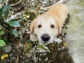 Les races de chiens les plus populaires sur Instagram dévoilées