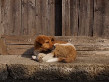 L&rsquo;inflation et l&rsquo;incertitude économique entraînent une hausse des abandons d&rsquo;animaux de compagnie