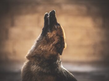 Le dernier chien chanteur de Nouvelle-Guinée meurt au zoo