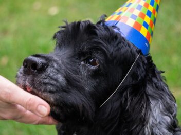 Les célébrités qui ont légué à leurs chiens dans leur testament