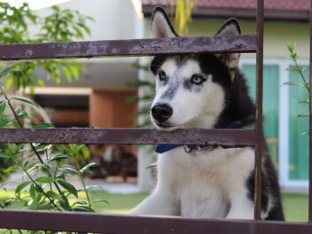 Peut-on mettre son chien en cage pendant une période prolongée ?