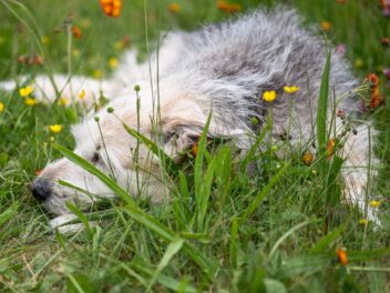 Respiration bruyante chez le chien : symptômes et causes