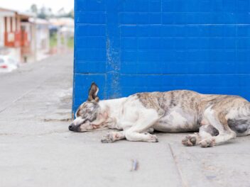 Trois chiens empoisonnés lors d&rsquo;une course de championnat en France