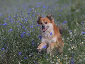 Le musée d&rsquo;art grec invite les chiens pour la Journée mondiale des animaux errants